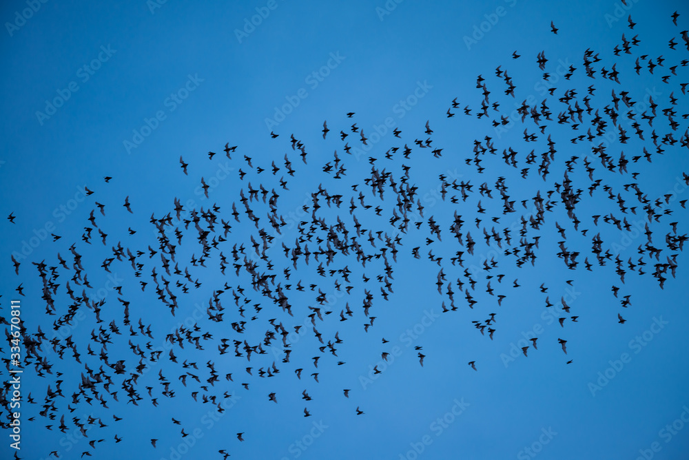 Fototapeta premium A lot of bat cave flying stream row from forest mountain in twilight evening sunset with clear sky background before dark night. Bat is symbol of darkness, evil, Dracula, Halloween, blood and scary.