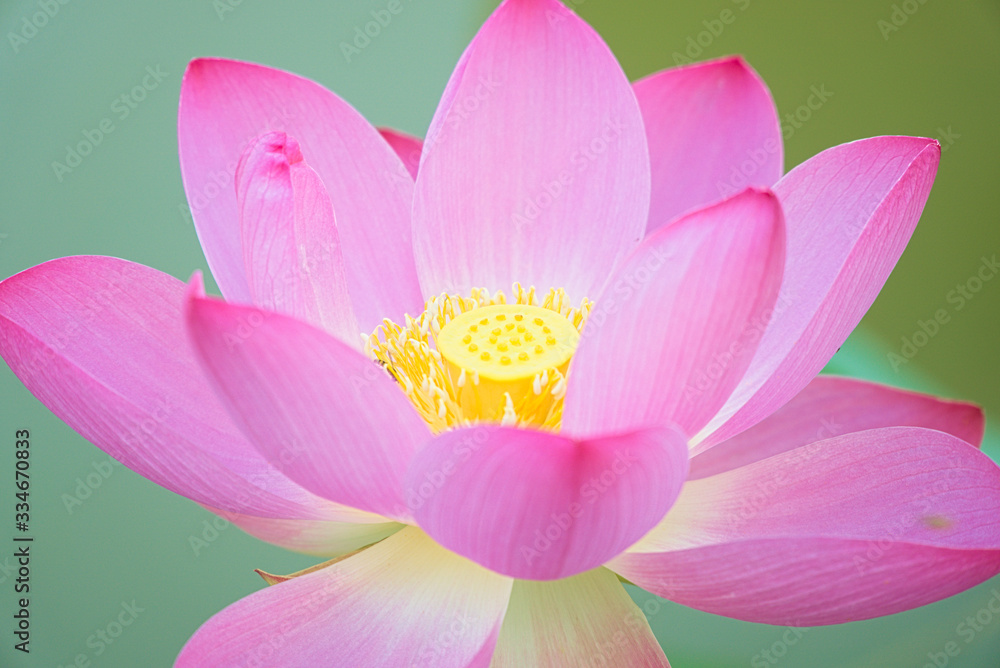 Closeup of a blooming pink lotus in the pond