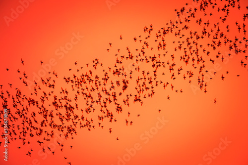 A lot of bat cave flying stream row from forest mountain in red blood sunset evening background before dark night. Bat is symbol of darkness, evil, Dracula, Halloween, blood and scary.