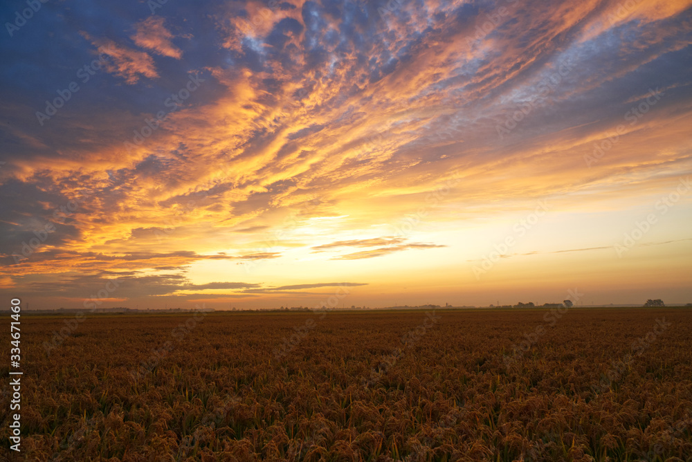 Beautiful sunset and cloudscape over golden fields