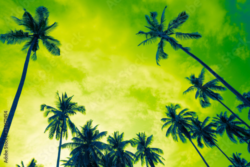 Beautiful coconut palm tree forest in sunshine day with cloud background color fun tone. Travel tropical summer beach holiday vacation or save the earth, nature environmental concept.