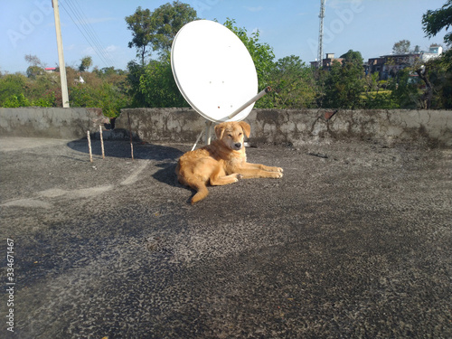 Brown Dog Siting Beside The TV Dish kangoo Hamirpur Himachal Pradesh India Date : 1 Arpil 2020 photo