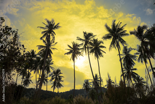 Beautiful silhouette coconut palm tree forest in sunset evening golden sunlight background. Travel tropical summer beach holiday vacation or save the earth, nature environmental concept.