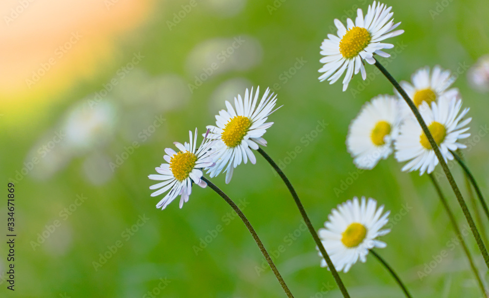 Closeup of white daisies with blurred green grass background Closeup of white daisies with blurred green grass background