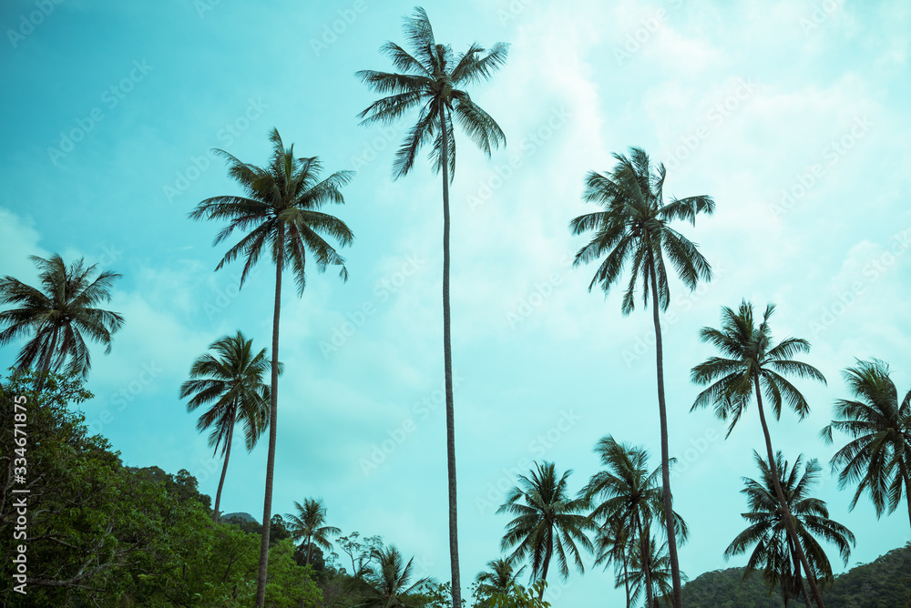 Beautiful coconut palm tree forest in sunshine day clear sky background retro tone. Travel tropical summer beach holiday vacation or save the earth, nature environmental concept.