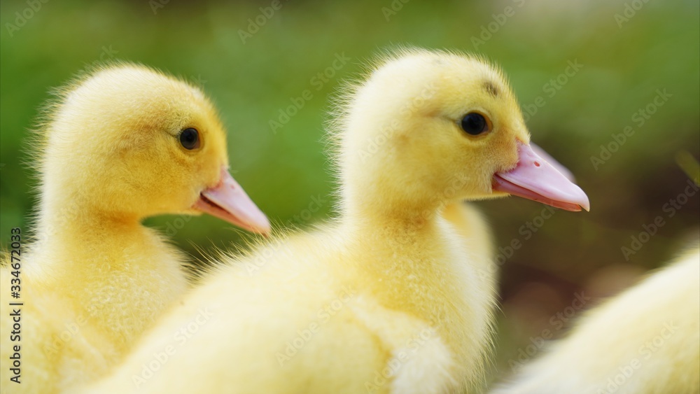 Closeup of yellow ducklings