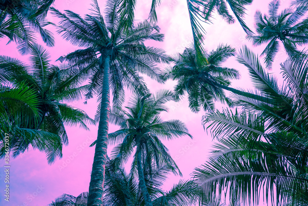 Coconut palm tree forest in sunshine day clear sky background color fun tone. Travel tropical summer beach holiday vacation or save the earth, nature environmental concept. Coconut palm tree forest in sunshine day clear sky background color fun tone. Travel tropical summer beach holiday vacation or save the earth, nature environmental concept.
