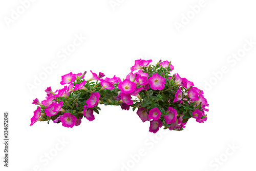 petunias on a white background