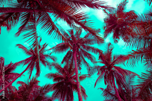 Beautiful coconut palm tree forest in sunshine day clear sky background color fun tone. Travel tropical summer beach holiday vacation or save the earth, nature environmental concept. © pla2na