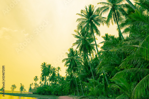 Beautiful seaside coconut palm tree forest in sunshine day clear sky background color fun tone. Travel tropical summer beach holiday vacation or save the earth  nature environmental concept.