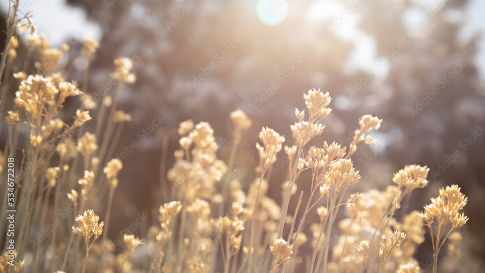 Sunset over summer fields; low angle shot of wild plants and flowers Sunset over summer fields; low angle shot of wild plants and flowers