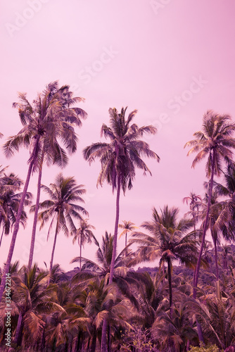 Beautiful coconut palm tree forest in sunshine day clear sky background monochrome tone. Travel tropical summer beach holiday vacation or save the earth, nature environmental concept.