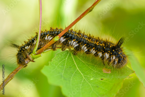 Quadro em tela Thick shaggy caterpillar sits on a branch of bush