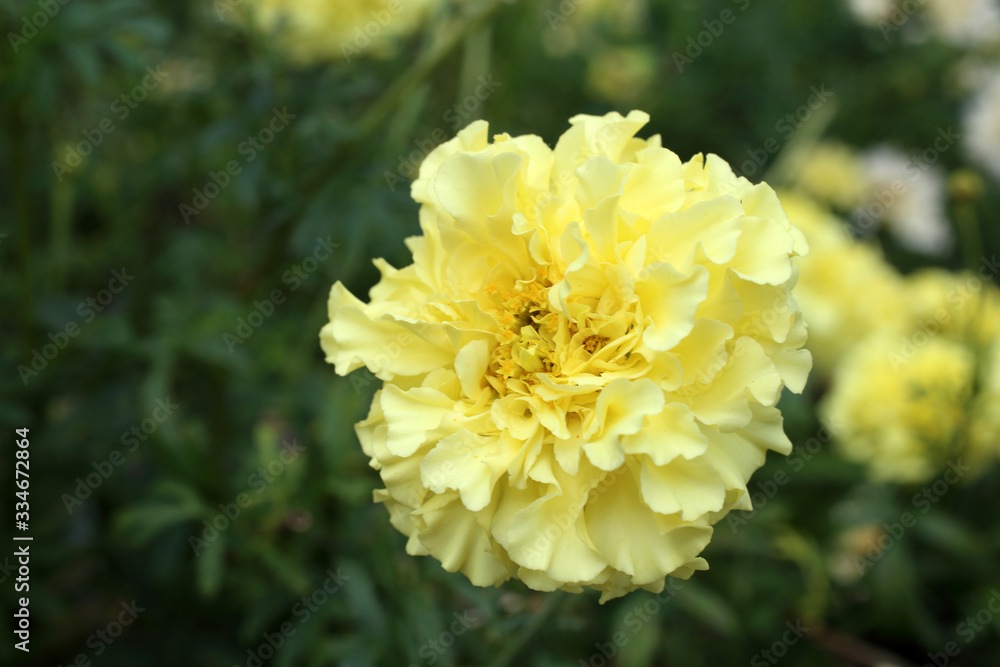 Light yellow marigold growing in garden Light yellow marigold growing in garden