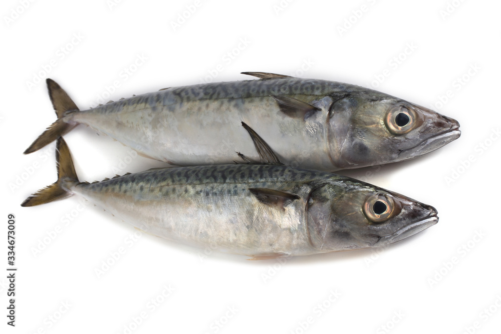 Chub mackerel (Pacific mackerel, saba) Chub mackerel (Pacific mackerel, saba)