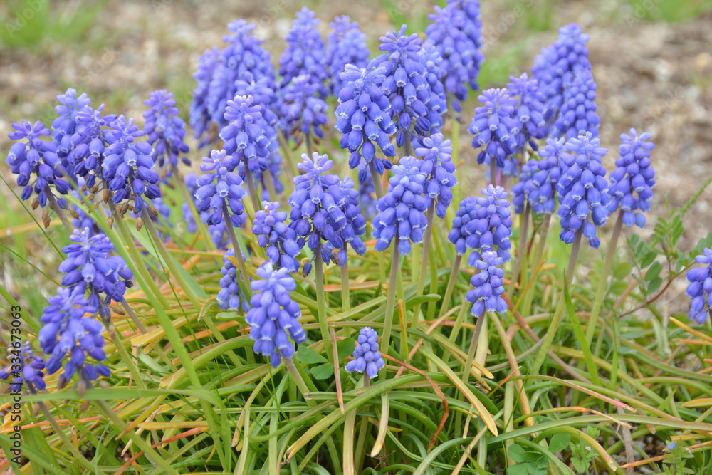 Fototapeta premium ムスカリ