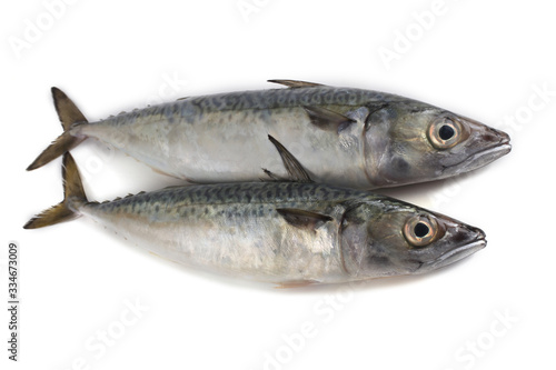 Chub mackerel (Pacific mackerel, saba)