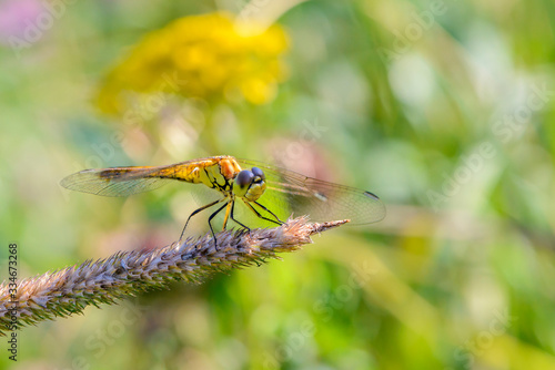 Yellow dragonfly sits on dry grass on summer day