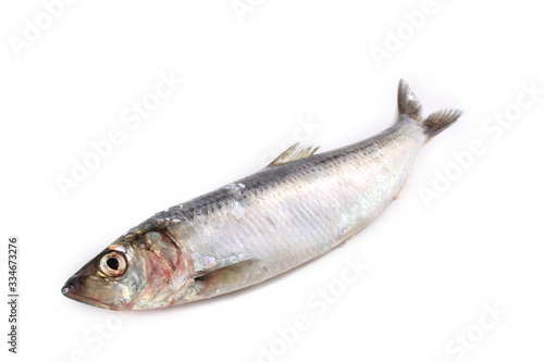 Pacific herring isolated on white