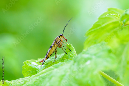 Wallpaper Mural Female scorpion fly with motley wings Torontodigital.ca