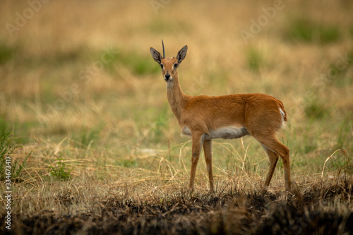 Oribi with missing horn stands in grass