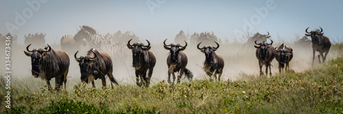 Panorama of blue wildebeest galloping in grass
