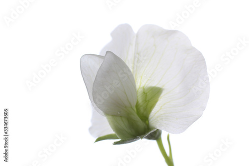 Fototapeta Naklejka Na Ścianę i Meble -  Pea flower isolated on white