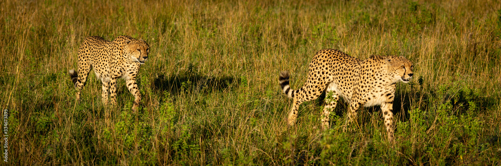Naklejka premium Panorama of two male cheetah crossing grassland