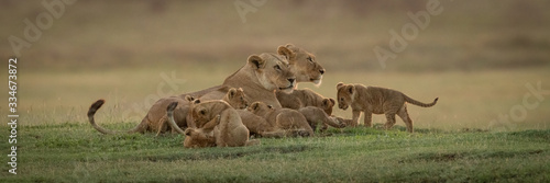 Panorama of two lionesses lying with cubs