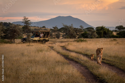 Photographers in truck shooting lioness and cub photo