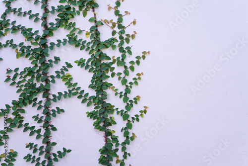 Climbing plant on white wall background in garden with copy space - Green nature concept