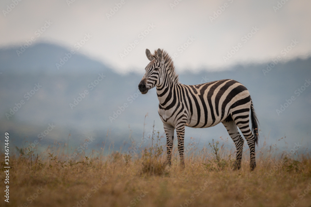 Fototapeta premium Plains zebra foal stands in long grass
