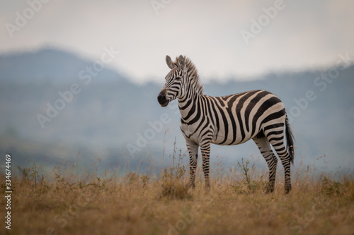 Plains zebra foal stands in long grass