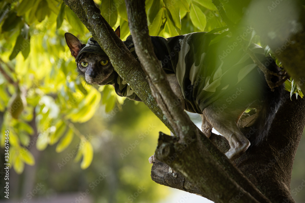 Obraz premium Hiding werewolf cat