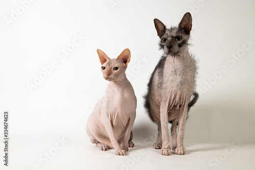 Studio sphynx and Lykoi