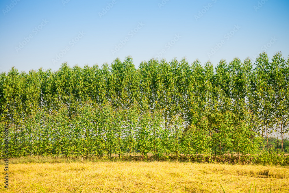 Obraz premium Eucalyptus plant tree beside yellow rice field with blue sky for paper or healthy oil industry in Thailand. Eucalyptus is a fast growing tree native to Australia.