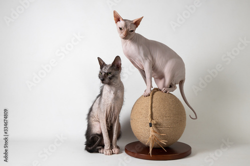 Sphynx and Lykoi on ball photo