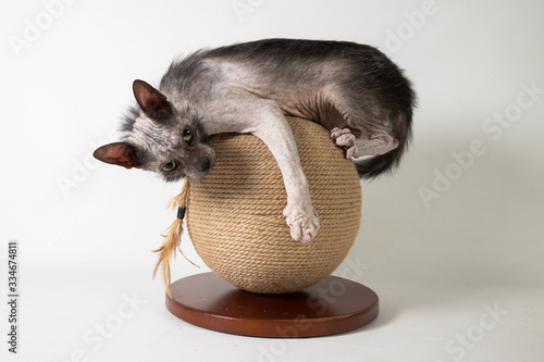 Lykoi on ball photo