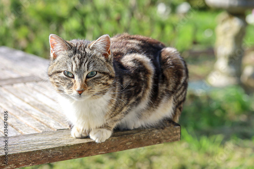 chat tigré fixant l'objectif, sur une table de jardin