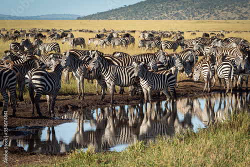 Plains zebra stand around puddle on track