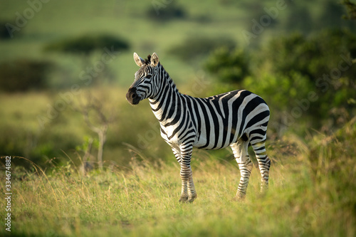 Plains zebra stands eyeing camera in grass