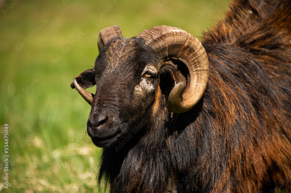 Schafbock mit gewundenen Hörnern wehrhaftes Sinnbild für Fruchtbarkeit, in der Frühlingssonne auf grüner Wiese Schafbock mit gewundenen Hörnern wehrhaftes Sinnbild für Fruchtbarkeit, in der Frühlingssonne auf grüner Wiese