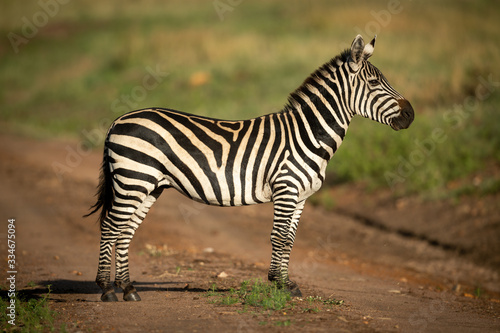 Plains zebra stands in profile on track