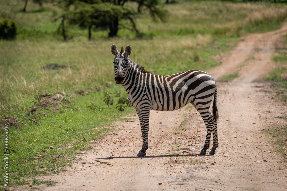 Naklejka premium Plains zebra stands on track watching camera