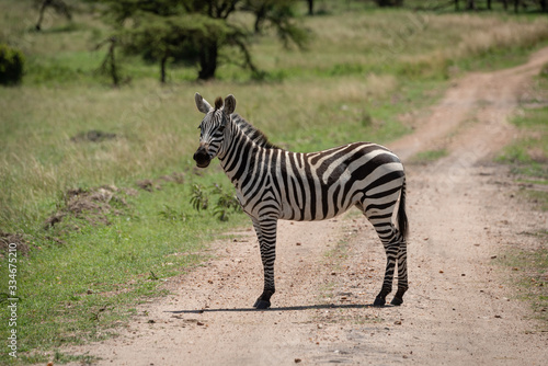 Plains zebra stands on track turning head