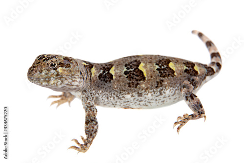 Bibron's iguana or Diplolaemus bibronii on white