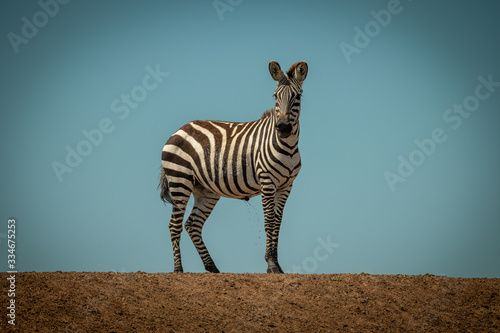 Fotografie Plains zebra stands urinating on sunlit ridge