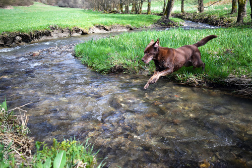 Labrador jumping into river