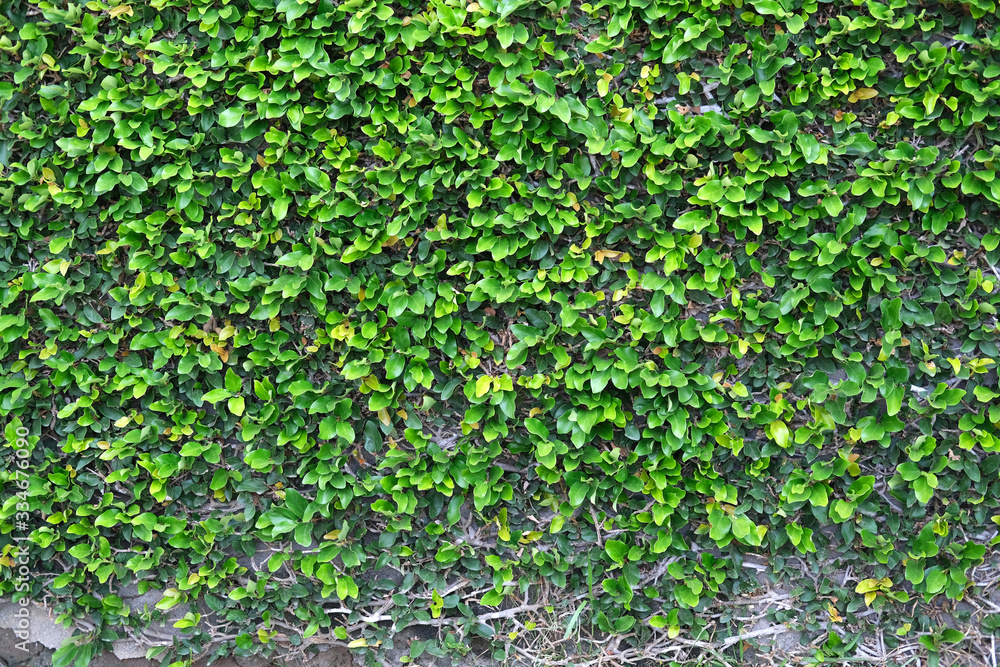 Wall overgrown with green climbing plants, a background of fresh leaves and branches on a concrete gray wall. Wall overgrown with green climbing plants, a background of fresh leaves and branches on a concrete gray wall.