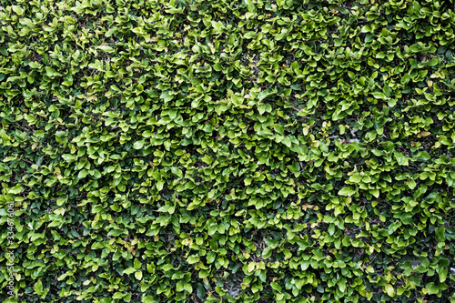 Background of green fresh small leaves, foliage on the wall in vintage style.